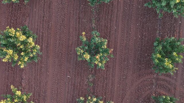 Abstract aerial shot: Top-down ascent with slow yaw rotation over the geometric pattern of a pistachio orchard at sunset.