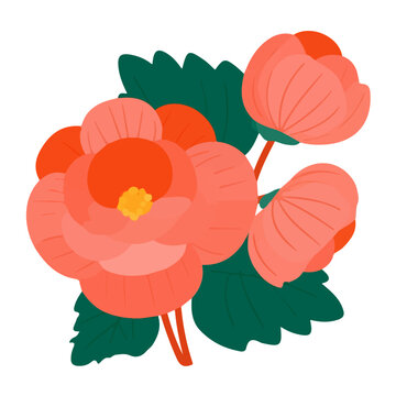 Flat 2D illustration of Begonia Flower, clean vector illustration style, isolated on a white background.