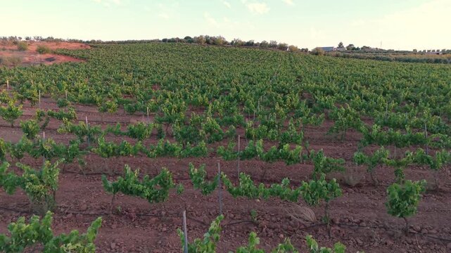 Aerial drone tracking shot flying perpendicularly across trellis vineyard rows at golden hour sunset during grape ripening season.