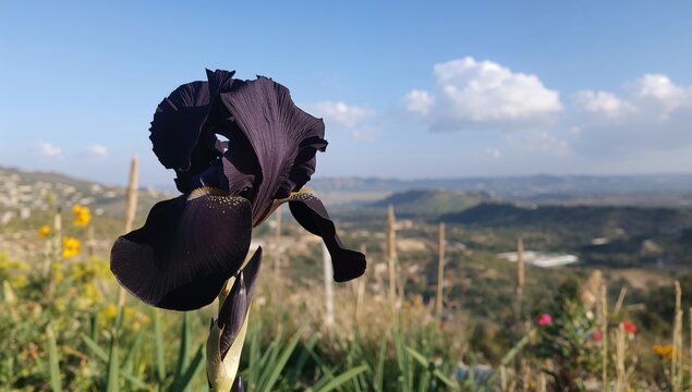 Black Iris Flower Against a Scenic Landscape with Blue Sky and Clouds