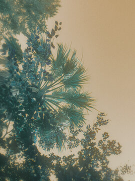 trees in the summer