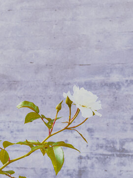 white rose on the wall