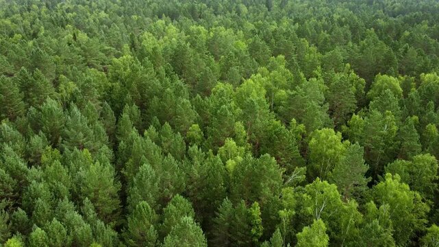 Drone aerial view of coniferous taiga forest in summer, evergreen woodland from above

