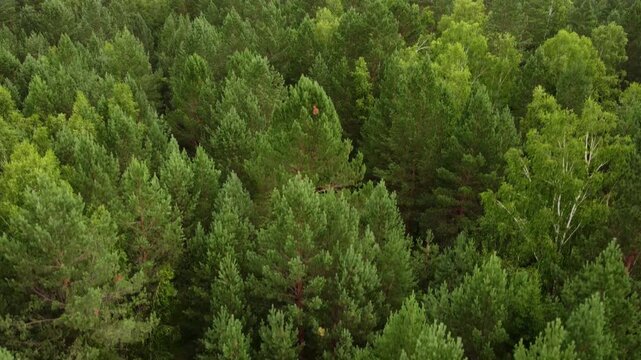 Drone aerial view of coniferous taiga forest in summer, evergreen woodland from above

