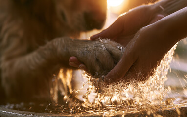 Fototapeta premium Caring Hands Gently Wash A Dog's Paw in Warm Sunlight, Showing Animal Love And Compassion