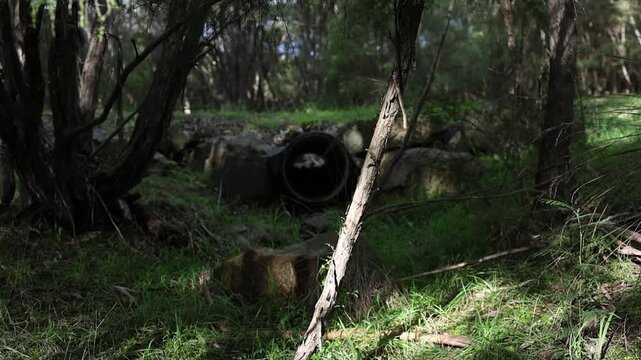 Old metal culvert pipe in mysterious forest clearing with natural shadows and overgrown vegetation.