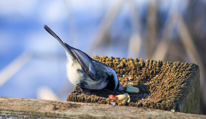 Black-capped chickadee feeding at rustic wooden bird feeder during winter © Claudia