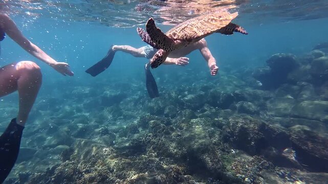 Couple snorkeling next to a sea turtle in clear tropical ocean waters in Panama