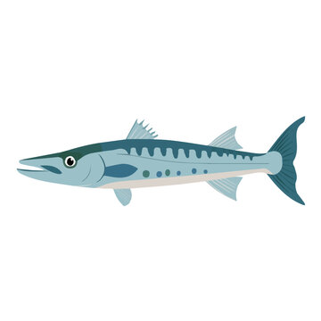 Barracuda, flat 2D graphic illustration in a modern minimal style, isolated on a white background.