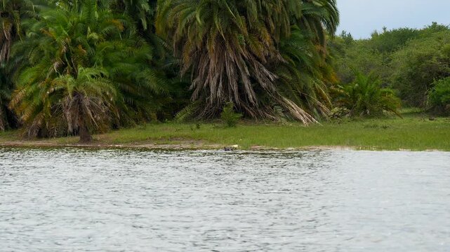 Hippopotamus running from lush green riverbank and plunging into water, creating large splash before swimming away in its natural african wildlife habitat. Attack male hippo and protection territory