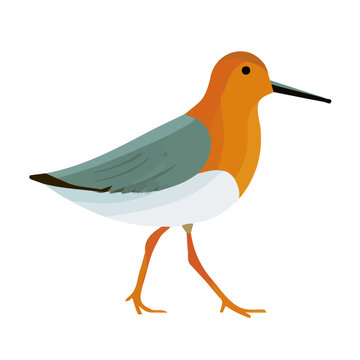 Flat 2D illustration of Sandpiper, simple modern design, isolated on a white background.