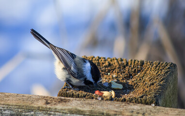 Black-capped chickadee searching for food at a rustic wooden bird feeder in winter © Claudia