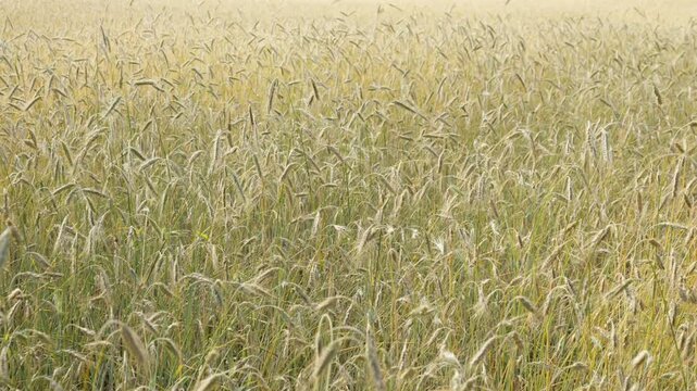 Ripening cereal crops grow on a rural agricultural farm. Maturing golden green wheat stalks sway in the wind. Organic grain cultivation represents sustainable agribusiness and food industry.