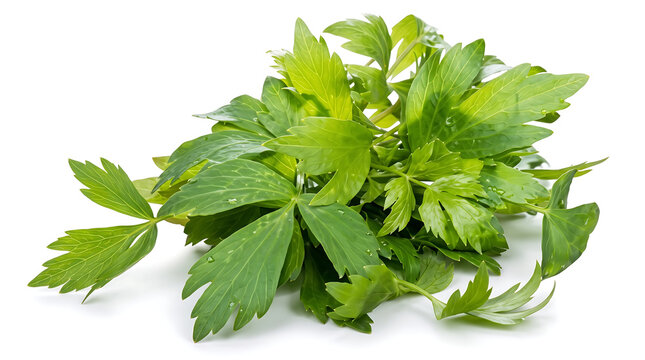Fresh Lovage Herb Isolated on White Background