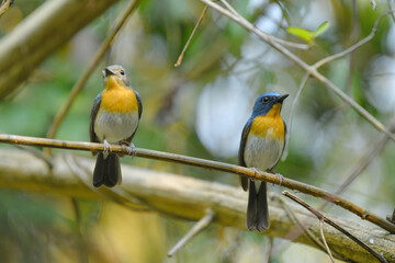 Obraz premium Indochinese Blue Flycatcher (Cyornis tickelliae ) male and female on branch birdwatching in the forest.