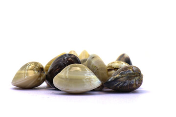 Closed up fresh baby clams. venus shell. shellfish. carpet clams. short necked clams. as raw food from the sea are the seafood ingredients. fresh clams isolated on white background © Pisan