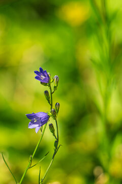 Close Up of Purple Harebell Flowers Blooming in Garden