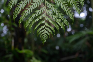 green fern leaves © iqbalmasardhi