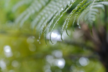 Dew on the tips of leaves © iqbalmasardhi