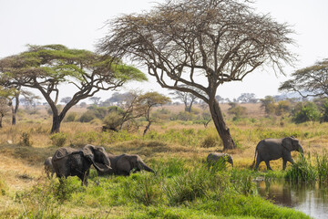 Arusha, Tanzania - 13 June 2026 - Elehant in the Serengeti National Park © eyeworld