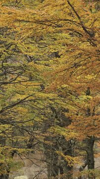 Close-up view of vibrant autumn foliage with orange and yellow leaves on tree branches, showcasing the colors of the season in a dense temperate forest.