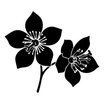 Silhouette of Elegant Flower with Detailed Petals and Stamen.