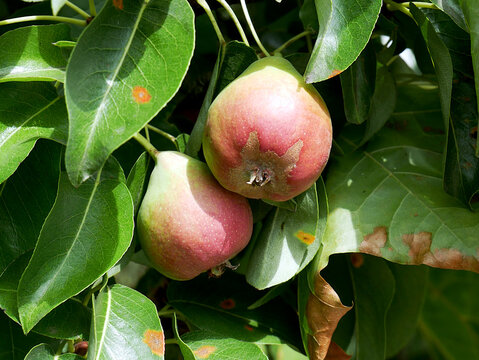 Two ripe pears hang from a tree branch surrounded by green leaves. The pears are partially red and green, with some brown spots visible on the leaves.