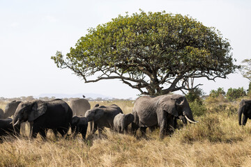 Arusha, Tanzania - 13 June 2026 - Elehant in the Serengeti National Park © eyeworld