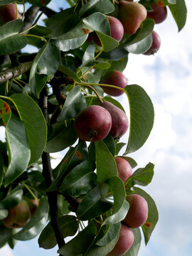 A close-up view shows ripe pears hanging from a tree branch, surrounded by green leaves. The pears are a reddish-pink color and appear plump and ready to be picked.