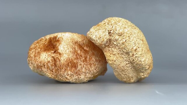 Closeup of dried lion's mane mushroom. High quality 4k footage