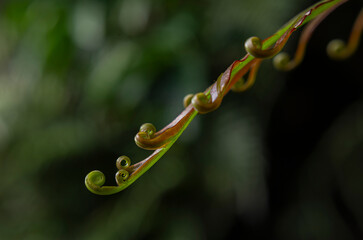 Macro close up of unfurling green reddish fern frond in forest © chris