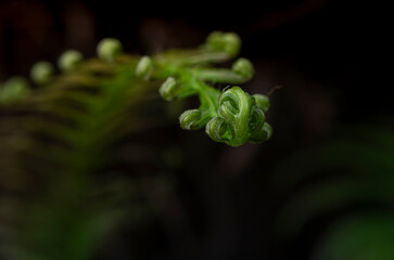 Macro photograph of green fern fiddlehead uncurling with dark background © chris
