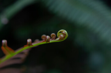 Macro close up view of emerging fern fiddlehead tip in rainforest © chris