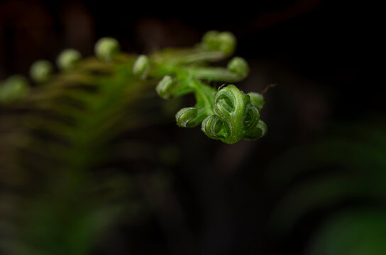 Macro photograph of green fern fiddlehead uncurling with dark background