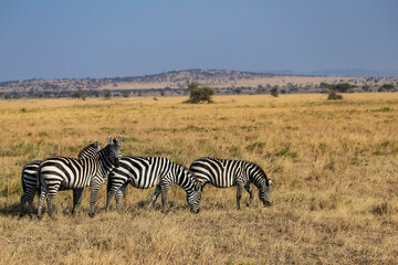 Obraz premium Arusha, Tanzania - 11 July 2026 - zebras in the Serengeti National Park