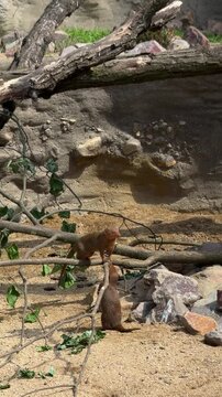 Two common dwarf mongooses Helogale parvula interacting on fallen branches in a sandy enclosure with rocks. Wildlife behavior, small mammals, nature habitat, animal family, African fauna.