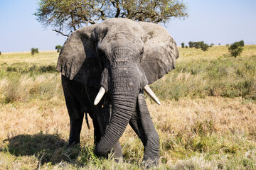 Arusha, Tanzania - 13 June 2026 - Elehant in the Serengeti National Park © eyeworld