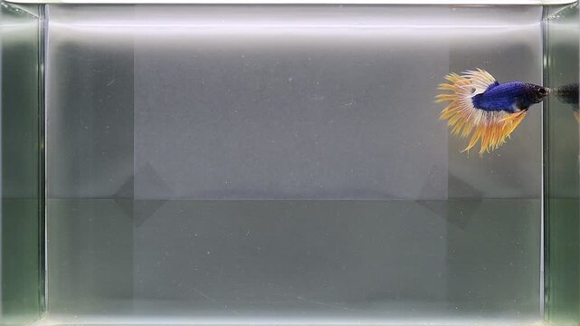 Betta fish male fancy blue mustard crown tails from Thailand, Siamese fighting fish on isolated Grey background.