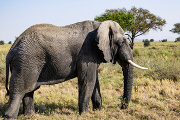 Arusha, Tanzania - 13 June 2026 - Elehant in the Serengeti National Park © eyeworld