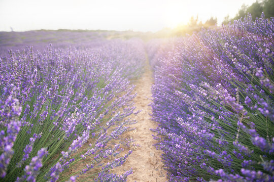 Rows of lavender flowers at sunset. Wonderful violet nature landscape