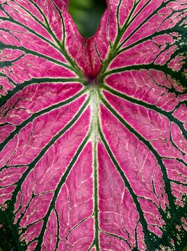 Vibrant Pink Caladium Leaf Texture Close-up