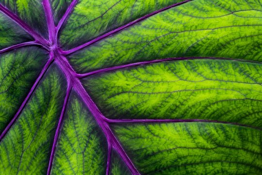 Macro Close Up of Green Leaf with Purple Veins