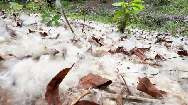 White Kapok Silk Cotton Fibers Scattered on Forest Floor