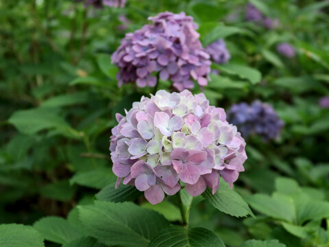 Close-up of a blooming light purple hydrangea macrophylla flower. Delicate petals and natural colors create an elegant floral composition.
