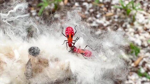 Two red cotton stainer nymphs on white raw fiber macro