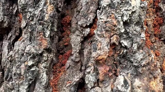 Macro of Rough Tree Bark with Orange Residue