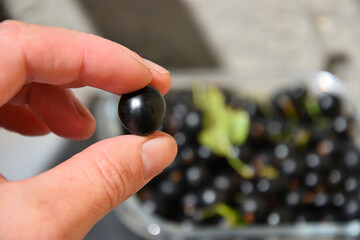 Person holding fresh ripe blackcurrant berry close up © Yanina