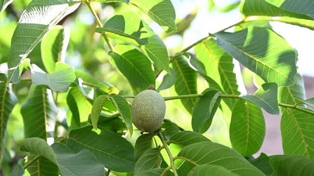 zoom-in video footage of young green walnuts growing on a leafy branch. Organic farming, botanical nature, and traditional Nocino liqueur ingredient preparation concept.