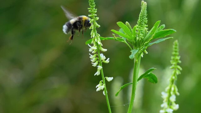 Bumblebee collects nectar and pollinates a white borax flower. Sticks its nose in. close-up. natural processes, summer, insects, reproduction.