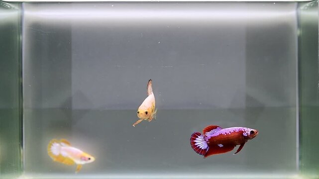 Betta fish female fancy red and yellow hell boy halfmoon short tail from Thailand, Siamese fighting fish on isolated Grey background.
